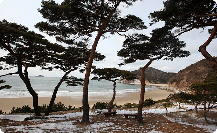 모래울 해변과 적송 군락지